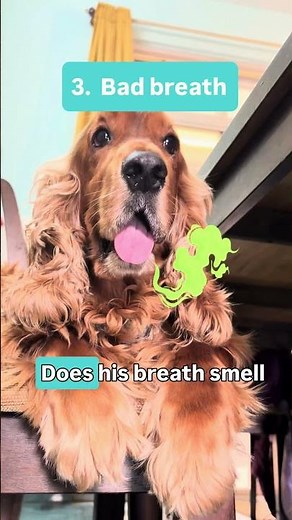 3 Major Signs Your Dog Needs Probiotic!