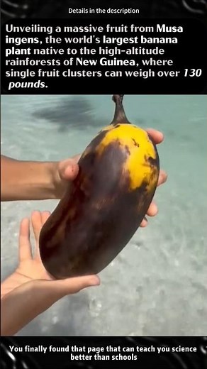This is the Biggest Banana Species on Earth! 🍌#banana #naturefacts #wierdfact