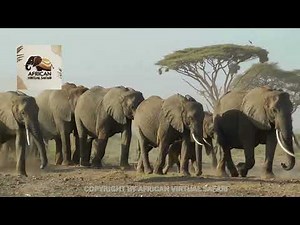 African Safari Virtual Tour - First Tour Test