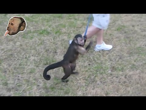 Monkey Running!