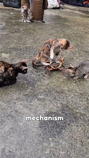 Why do crabs cut their claws ?