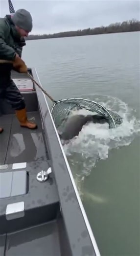 The Net Pulled Back… Then a Giant Shark Exploded Out 😱🇺🇸 | Real Phone Footage😨#SharkAttack#Fishing