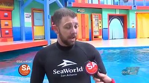 30K views · 61 reactions | SeaWorld San Antonio's newest animal attraction, Turtle Reef is now open! Turtle Reef is a 126,000-gallon habitat that opened in early May. Check out the new rides at SeaWorld here >> bit.ly/2Hl5274 | SA Live | Facebook