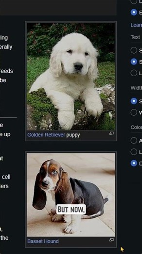 Computer Tip for Beginners: The Easiest Way to Screenshot on Windows