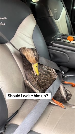 Hybrid Action: Strategies for Duck Hunting Success