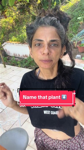 How many plants can you successfully name? Let’s start learning about our own Nutrional and start unlearning unnecessary information about corporations and sports teams!! 🙏🌱❤️💫 Curious about a Plant-Based Lifestyle? Comment 🧡 below and we’ll DM a starter meal Plan 🫶 #plants #healing #vegana #saludable