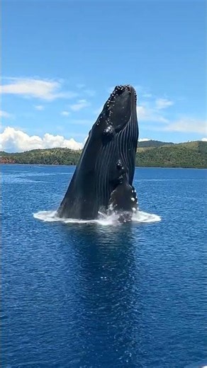 Big whale