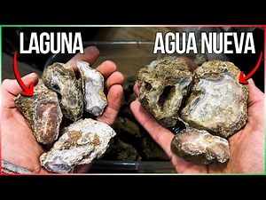 Cutting open Mexican Agates [Agua Nueva & Laguna]