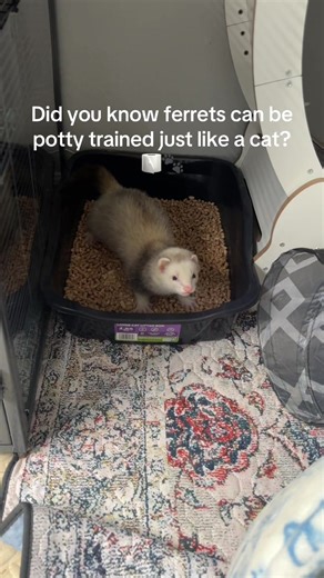 Potty Training Ferrets: Smart Pets You Didn't Know About