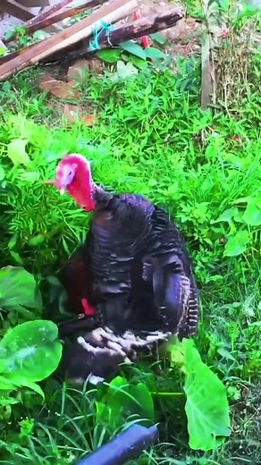 #foryoupage #domestic #dispute #turkey #rooster