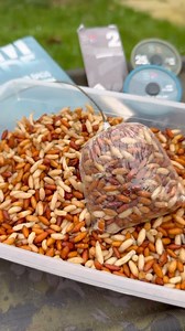 CAST-ER THESE OUT AND YOU WILL BAG UP! 🔥 Casters are an incredible big carp bait 🐛, but still very underused 🤷‍♂️, which makes them a massive edge for those that are willing to try them. 💪 In this short step-by-step tutorial, our Carp Rig wizard 🧙‍♂️ @mike_payne_angler demonstrates how he uses them inside our Fade PVA Bags. Have a look 👀 and take your Solid Bag Fishing 🎣 to the next level this winter! ❄️ 🚀 #carpfishing #carprigs #fishingtips #fishing #angling #bigcarp #getfishing #howto 