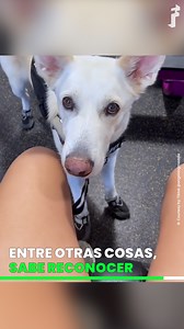 404K views · 8.5K reactions | Marie tiene una forma de disautonomía, una alteración del sistema nervioso autónomo que controla las funciones involuntarias de los órganos internos, y sufre estrés postraumático. Madeleyn, su perra de asistencia, la protege y la ayuda en sus actividades diarias. Su estrecho vínculo nos demuestra que es posible establecer con estos animales una relación de confianza, apoyo y amor mutuo. | Freeda ES | Facebook