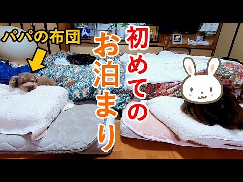 初めてパパの実家にお泊りした犬がずっと楽しそうで可愛かったｗ【トイプードル】