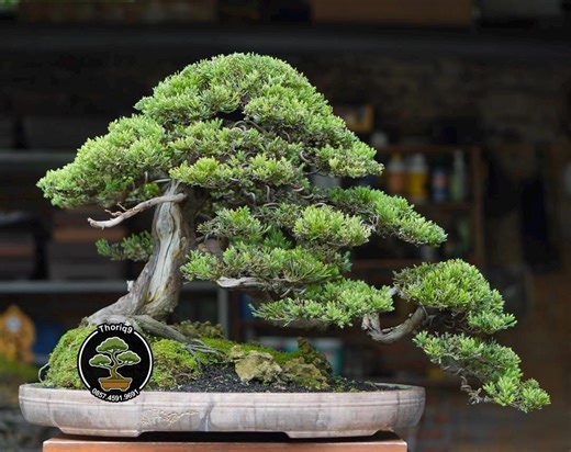 Premna Microphylla Bonsai Tree Code S011. Tropical Tree. |ficus |tiger Brack |nebari |maple |japanese Tree - Etsy