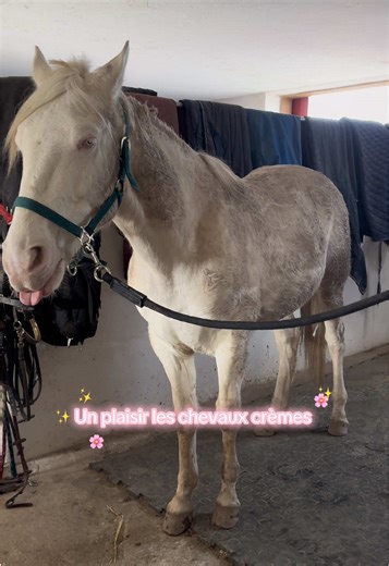 🐽✨💕 #humour #horse