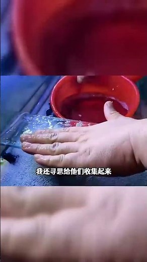600塊的錦鯉到家三顆甩卵！#养鱼 #科普 #大魚 #海洋生物
