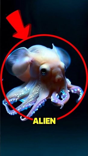 This Octopus Has EARS?!