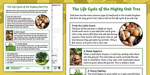 Year 2 Life Cycle of an Oak Tree Non-Fiction Reading Comprehension Activity
