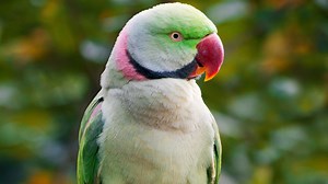 Breeding Behavior Of The Indian Ringneck Parakeet - Cuteness