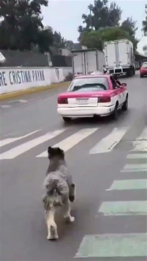 ¡No quería ser abandonado en la calle! Perro corre detrás de taxista que lo abandonó en la GAM