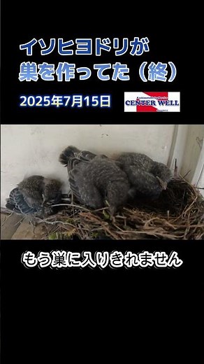 イソヒヨドリが巣を作ってた（終） #串本 #ダイビングショップ