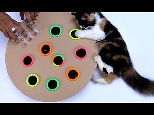 Whack A Mole Game DIY Cat Toy From Cardboard