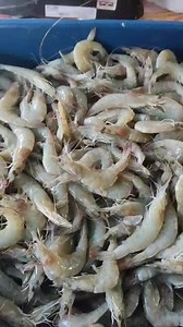 1.3K views · 115 reactions | Terça , 29 de junho de 2021. Bangu , rio...