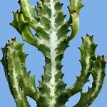 ▷ TODO sobre la Euphorbia lathyris o Tártago - Cactus y Suculentas