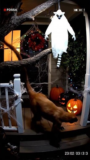 The Fossa Porch Drop