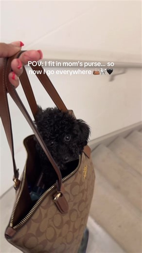 Tiny, classy, and in charge of everything 😌✨ Hi, I’m Shadow — follow me grow up 🐾 Would you carry me everywhere too? 💕 #toypoodle #blackpoodle #puppylife #tinydog #dogtok