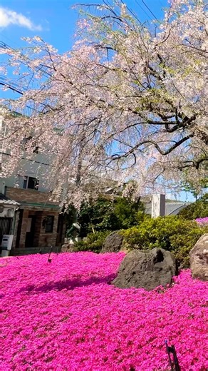 City Sakura in Full Bloom 🌸 Hidden Spring Colors