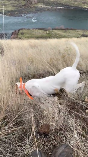 Man best friend and dogs favorite bird! #redshunting #chukarhunting