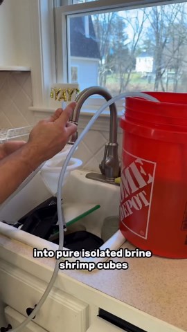 Harvesting Millions of Brine Shrimp With Ease