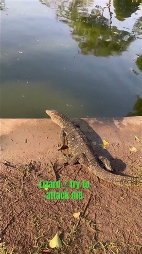 Oh giant lizard🦎try to hit me.😎 #enjoy #biglizard#lizard #nature#pets