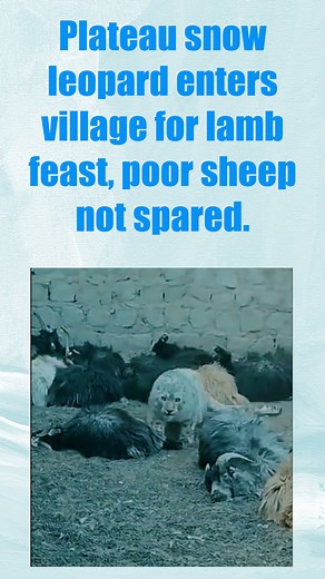 986K views · 10K reactions | Plateau snow leopard enters village for lamb feast, poor sheep not spared. 高原雪豹进村吃羊肉大餐，可怜的羊儿无一幸免。 Nature's law of survival, the pyramidal chain of organisms. #nature #survival #law #snowleopard #wild #predation 大自然的生存法则，金字塔型的生物链。 #自然 #生存 #法则 #雪豹 #野外 #捕食 | Chaka Yak | Facebook