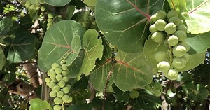 Blowing Rocks Preserve holds 'BioBlitz' to catalog site, species