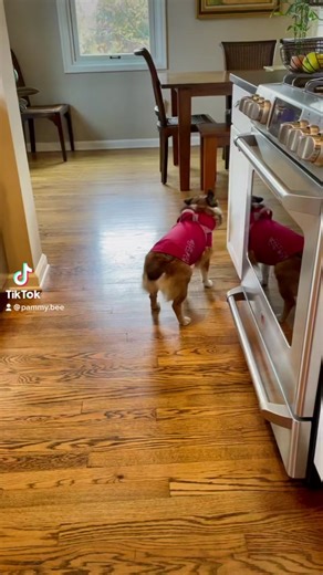 ✨Pamela✨ (@pammy.bee)’s videos with Mission Impossible Theme (Movie Trailer Mix) - Dominik Hauser