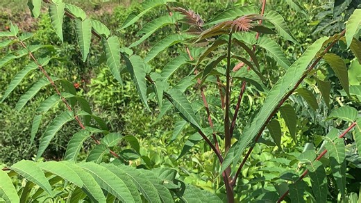 Can you cut branches off your neighbor's tree? Here is what to know