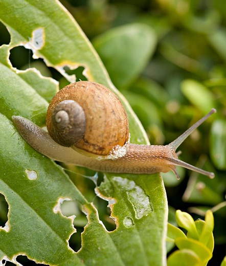 Try These Garden Pest Control Methods to Protect Your Plants