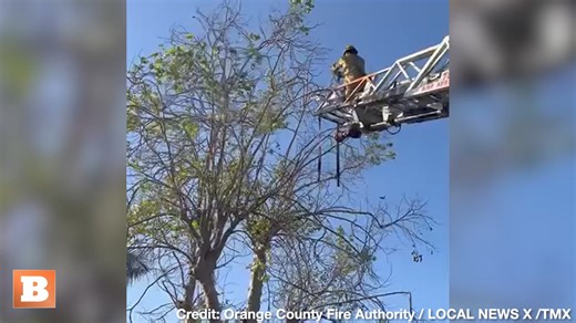 17K views · 262 reactions | Firemen responding to a call rescued a parrot that was entangled in fishing line in a tree in Orange County, California, on Monday. | Breitbart | Facebook