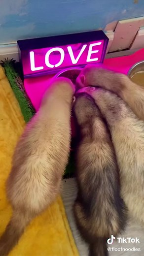 Playful Ferret Entertains Viewers with Cute Antics