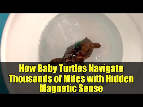How Baby Turtles Navigate Thousands of Miles with Hidden Magnetic Sense