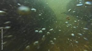 Salmon swimming upstream in strong river current underwater. Salmon run fish pov, crowd schools of salmon and its tails in the water. Underwater close up shot. Alaskan salmon spawning migration.