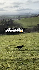 509K views · 24K reactions | Storm runs faster than the birds can fly  | Sean The Sheepman | Facebook