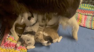 26K views · 590 reactions | Bonnie’s preferred feeding method ‘Standing room only’ | OliveGrove Estate BorderCollies | Facebook