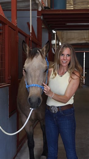 1.2K views · 29 shares | Making sure that you have good cerebral spinal fluid flow is an important part of keeping our horses healthy, happy and feeling/ performing their best. Simple every day tools like halters, bridles, and bits can inhibit the flow of this vital fluid. Have questions or want to schedule an appointment:  Call/ Text Dr. Aimee at 727-457-7405 www.sporthorsekinesiology.com #equinetherapy #equinebodywork #happyhorses #equine #2m | Sport Horse Kinesiology | Facebook