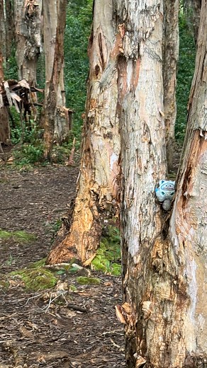 16K views · 44 reactions | its my world ✨癩 | Hali'a Beamer | Facebook