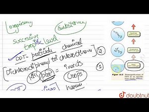 With the help of a flow chart, show the phenomenon of biomagnification of DDT in an aquatic