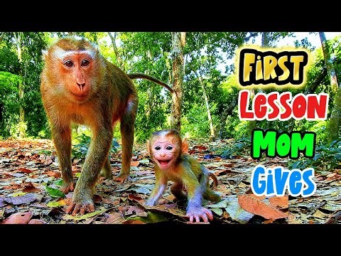 WOW... AMAZING! Happy Day: Just Few Day, Mummy Loy Inspires Her Baby's First Walking Lesson 🐒😍