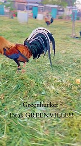 Greenbucket - tatak GREENVILLE!!! #greenvillefarm #greenvillefarm #goal #determination #strive #farmlife #breedingislife #greenvillefarm #greenvillefarm Mapagpalang araw po sa lahat mga kaBIRDe!!! #noanimalswereharmedinthispost ALL FOWLS IN THIS PAGE ARE STRICTLY FOR BREEDING PURPOSES ONLY TO PRESERVE THE BLOODLINE AND NOT FOR ILLEGAL USE!!! | Greenville Farm